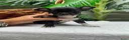 Chihuahua perros en venta: CHIHUAHUA HEMBRA - Anuncio 11