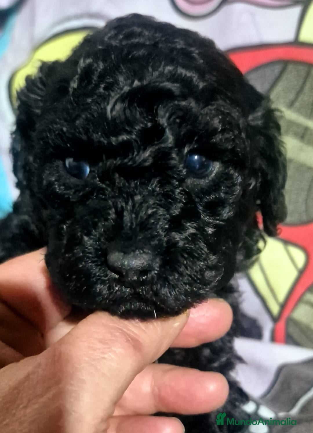 Caniche Toy perros en venta: Espectacular caniche  - Anuncio 7