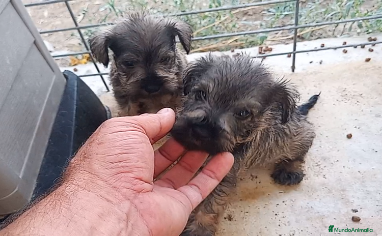 Schnauzer Miniatura perros - Propaganda 1