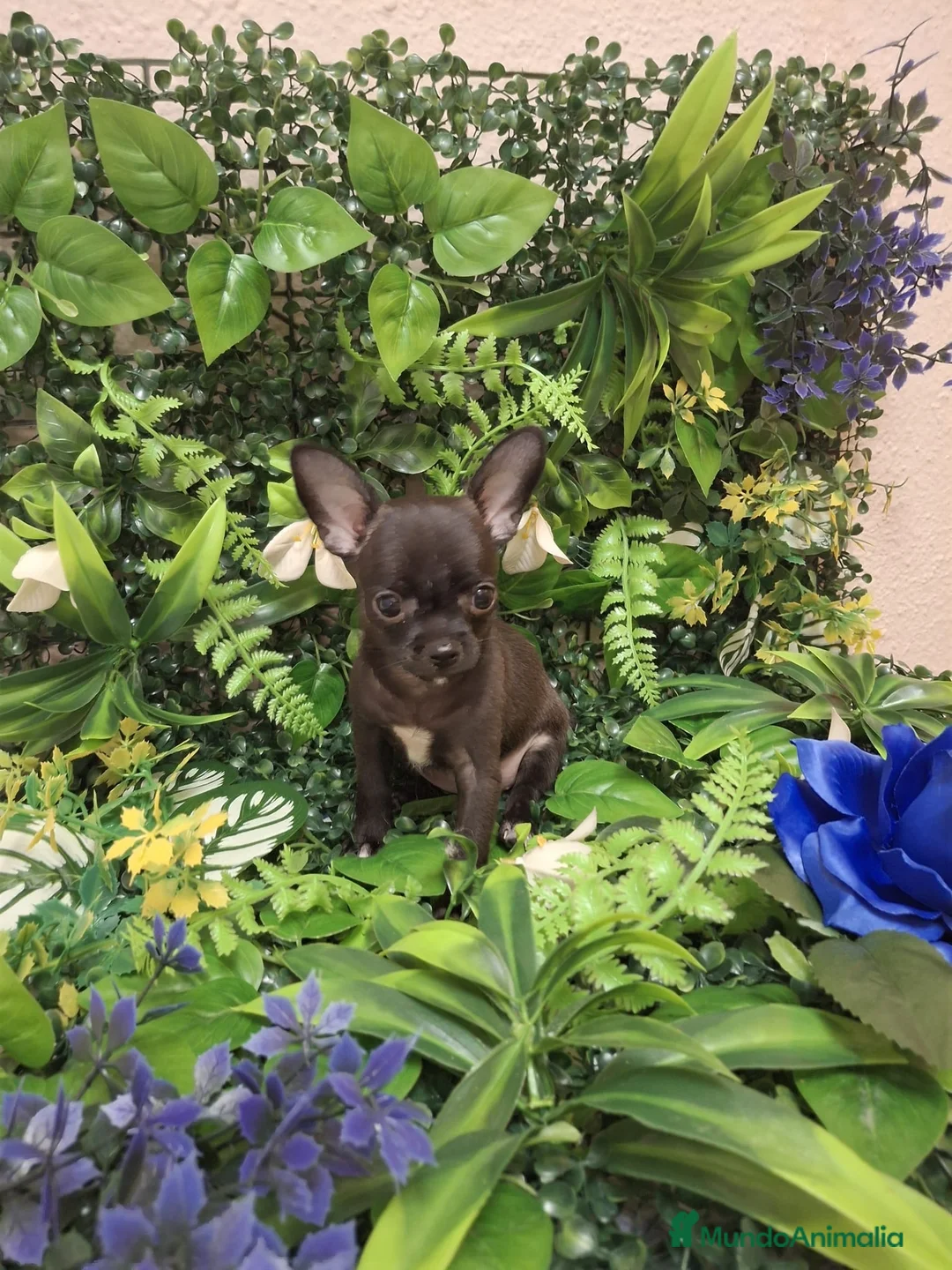 Chihuahua perros en venta: Cachorros chihuahua  - Anuncio 1