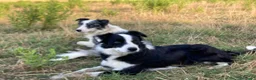 Border Collie perros en venta: Border Collie  - Anuncio 3