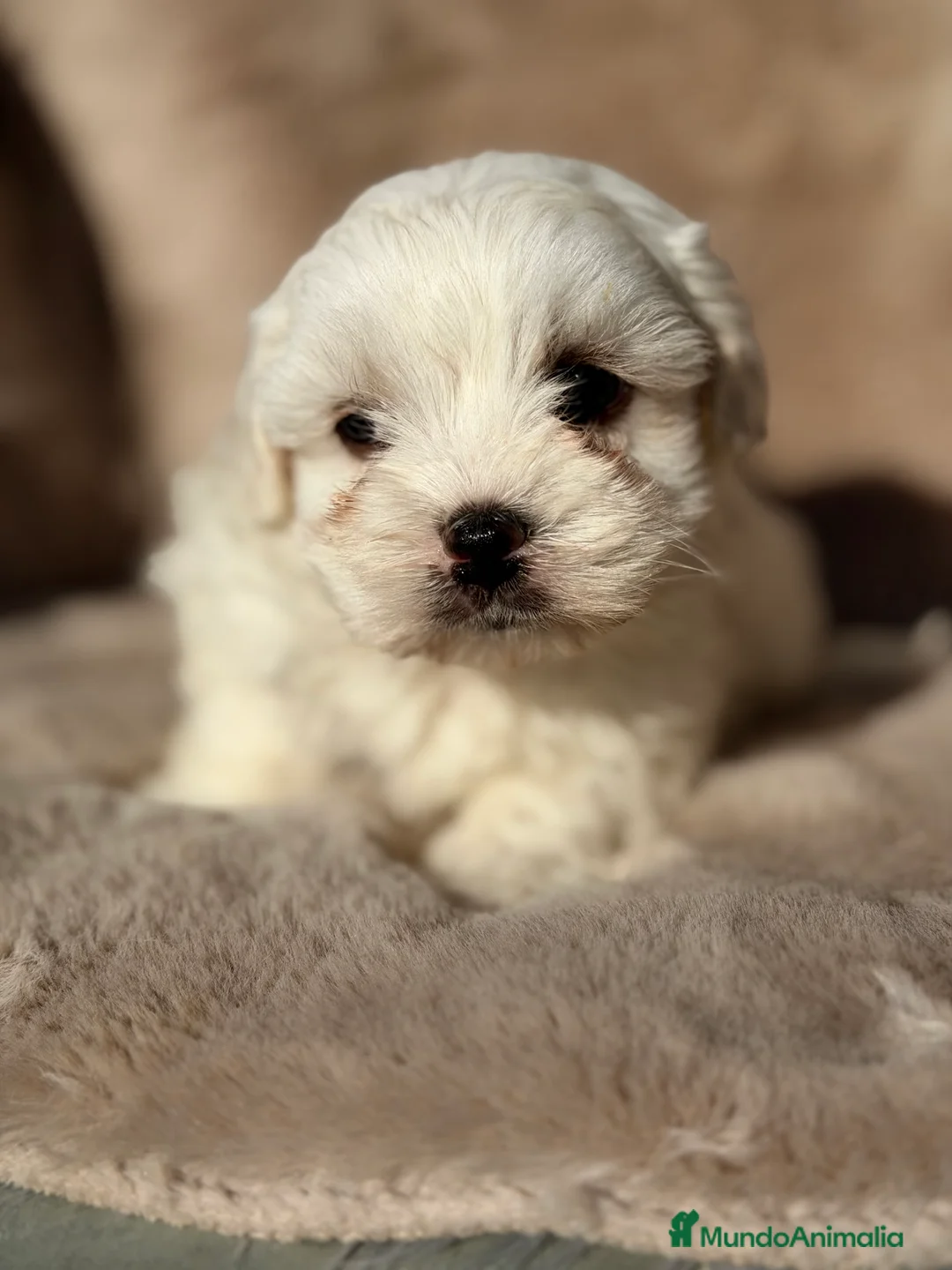 Bichón Maltés perros en venta: Bichon Toy macho  - Anuncio 4