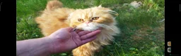 Foldex gatos en venta: Espectacular perfold - Anuncio 2