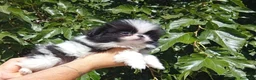Pomerania perros en venta: Chin japonés  - Anuncio 6
