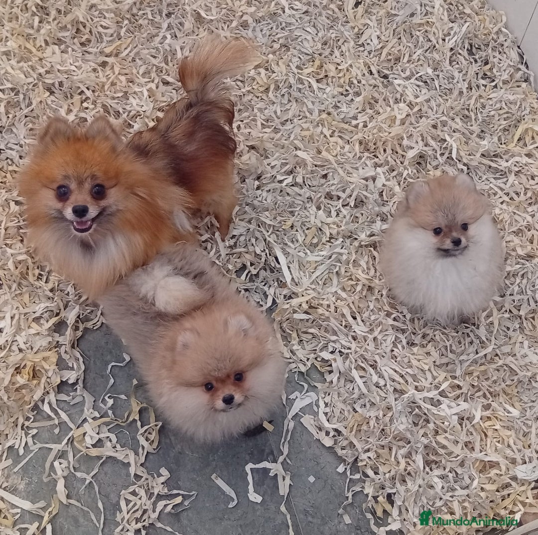 Pomerania perros en venta: Pomerania  - Imagen 3
