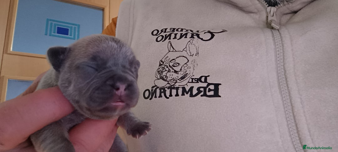 Bulldog Francés perros en venta: Bulldog francés Blue y blue and tang  en León - Imagen 2