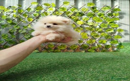 Pomerania perros en venta: Pomeranias toy  - Anuncio 1