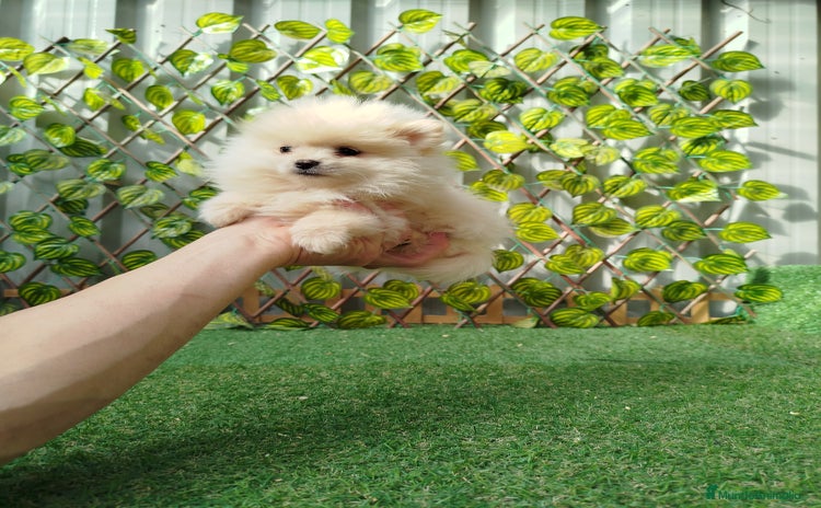 Pomerania perros Pomeranias toy  - Anuncio 1