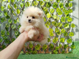 Pomerania perros Pomeranias toy - Anuncio 1