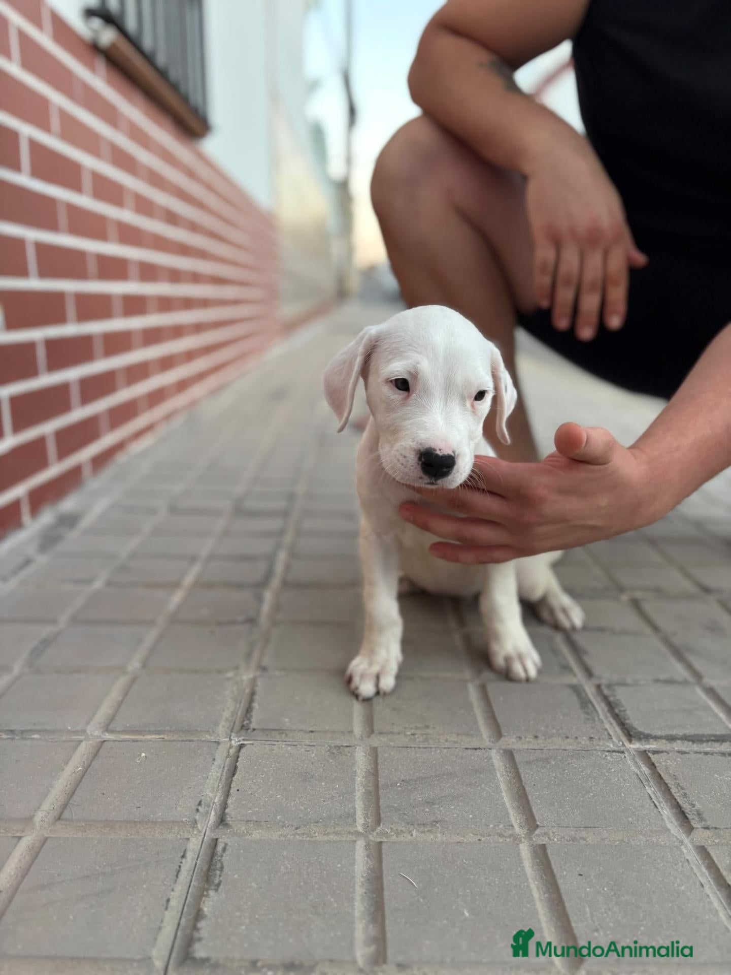 Dogo Argentino perros Dogo argentino - Anuncio 1
