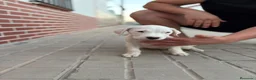 Dogo Argentino perros en venta: Dogo argentino - Anuncio 1