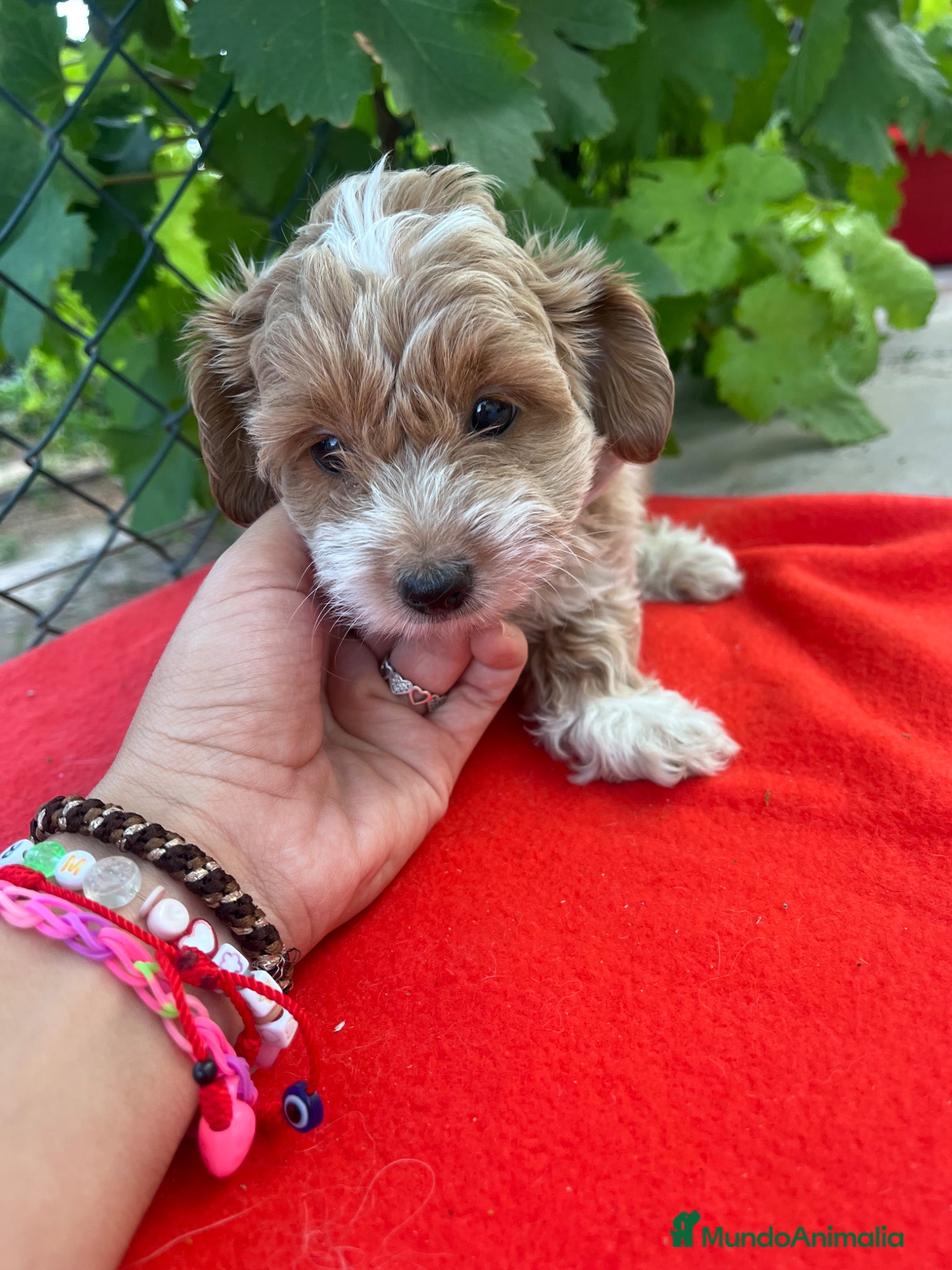 Maltipoo perros PRECIOSO MACHO - Anuncio 1