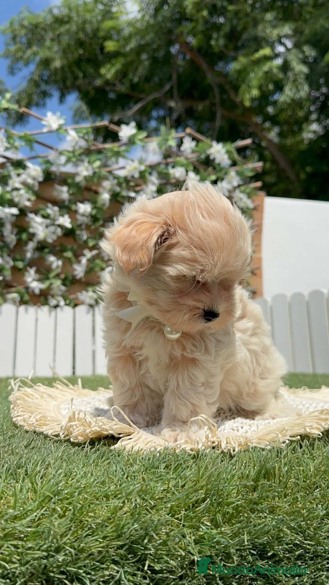 Maltipoo perros en venta: MALTIPOO-LISTO PARA ENTREGAR - Anuncio 15