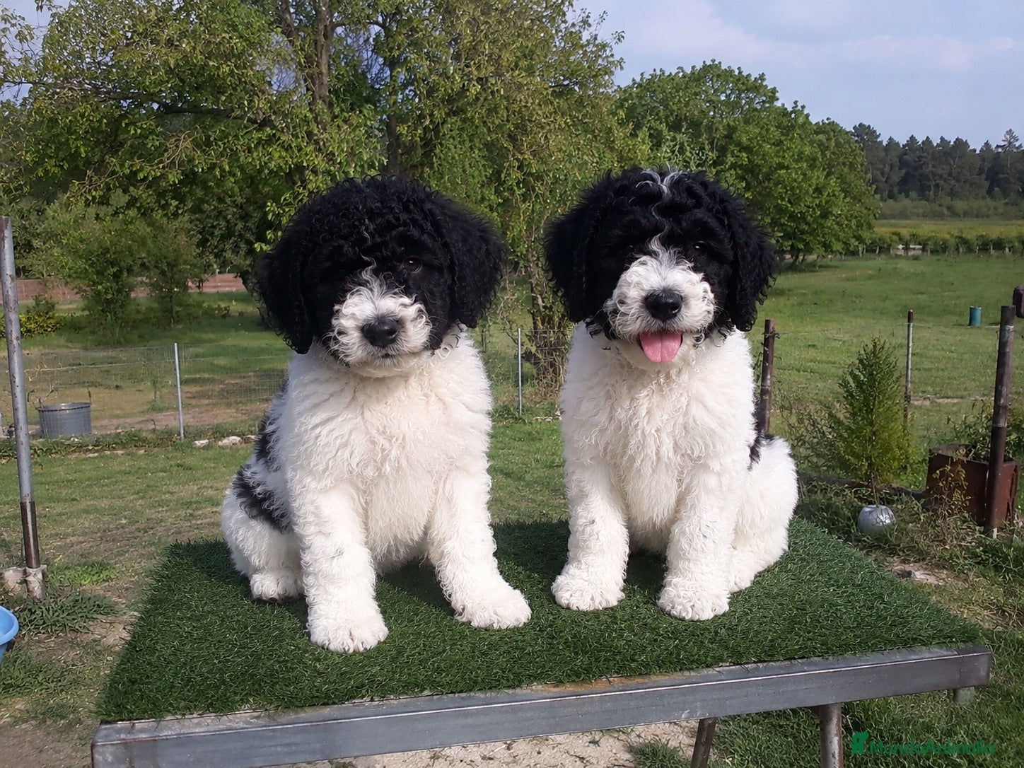 Perro de Agua Español perros PUPPY PERRO DE AGUA DISPONIBLES  - Anuncio 3
