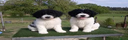 Perro de Agua Español perros en venta: PUPPY PERRO DE AGUA DISPONIBLES  - Anuncio 1