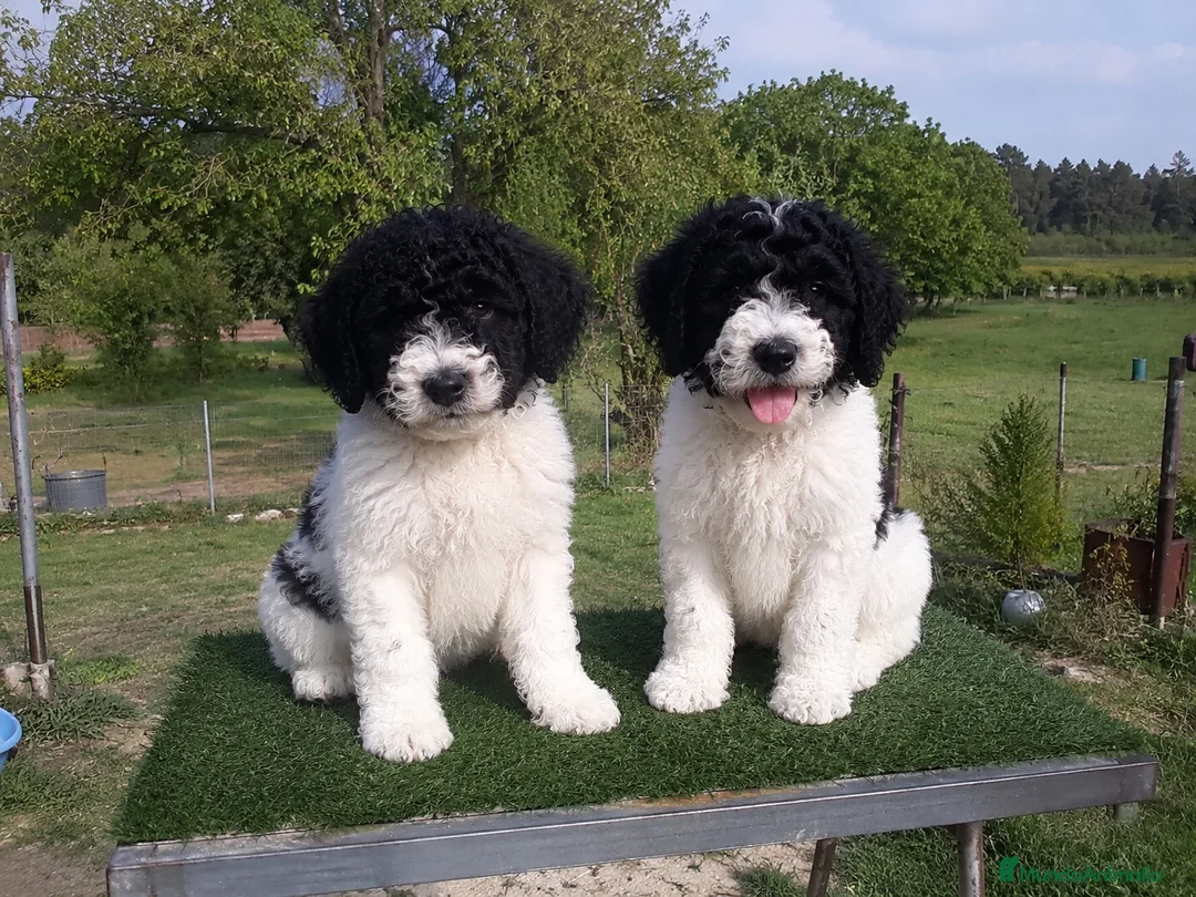 Perro de Agua Español perros en venta: PUPPY PERRO DE AGUA DISPONIBLES  - Anuncio 1