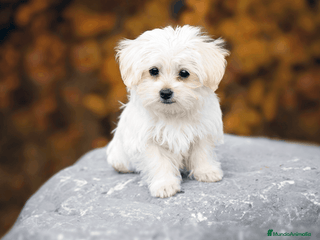 Bichón Maltés perros - Anuncio 24