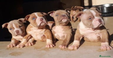 American Bully perros American Bully Pocket  - Anuncio 15