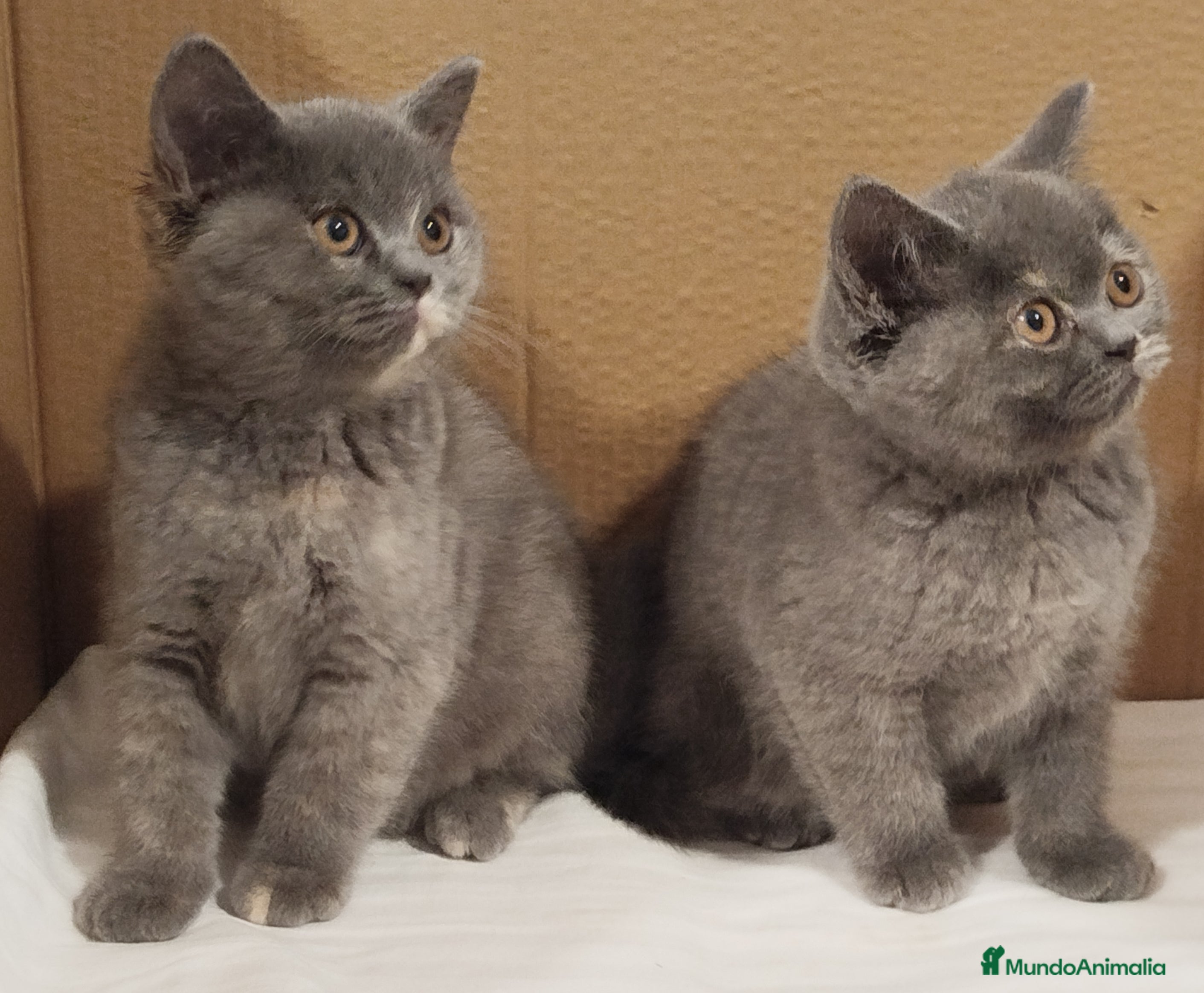 Británico de Pelo Corto Azul gatos British Shorthair  - Anuncio 7
