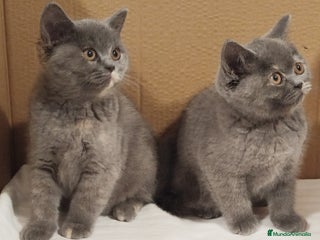Británico de Pelo Corto Azul gatos British Shorthair - Anuncio 7
