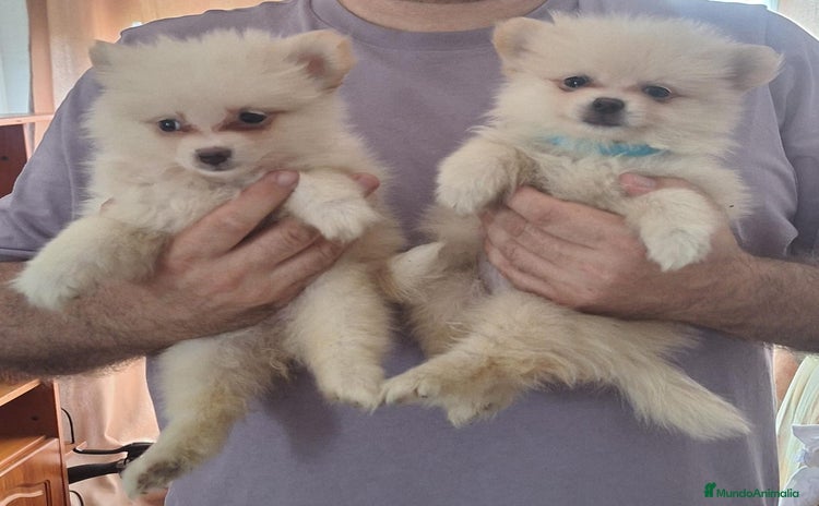 Pomerania perros - Propaganda 2
