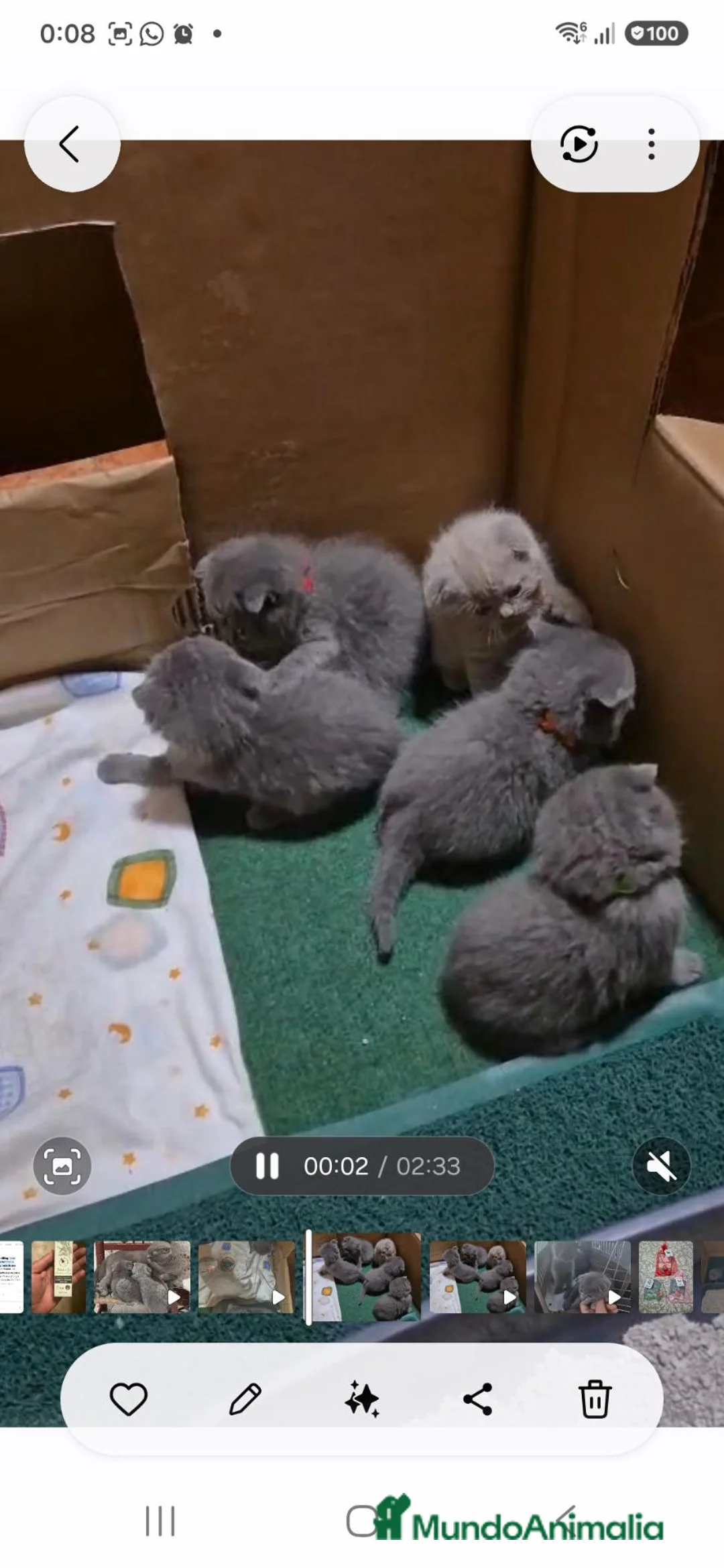 Británico de Pelo Corto Azul gatos en venta: Gato britanico de pelo corto blue en Madrid - Anuncio 2