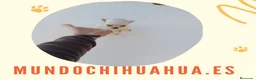 Chihuahua perros en venta: PRECIOSOS CHIHUAHUA RUSO Y ASIÁTICO   - Anuncio 9