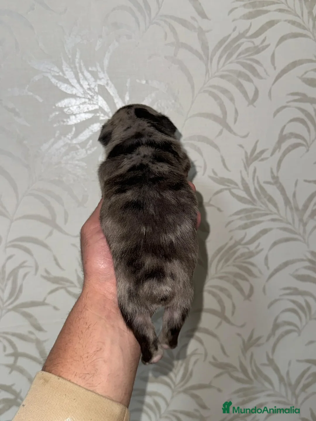 Bulldog Francés perros en venta: Bulldog francés inigualable morfología  - Anuncio 4