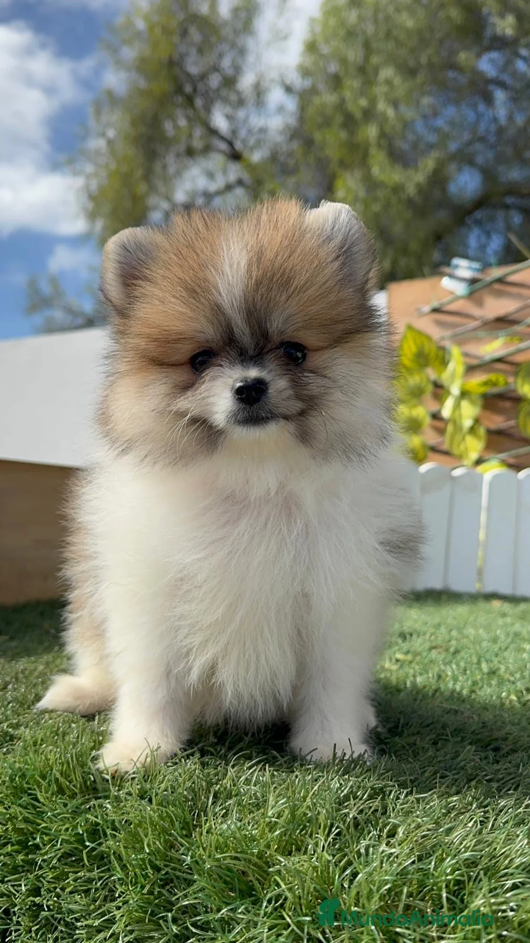 Pomerania perros en venta: POMERANIA HEMBRA - Anuncio 11