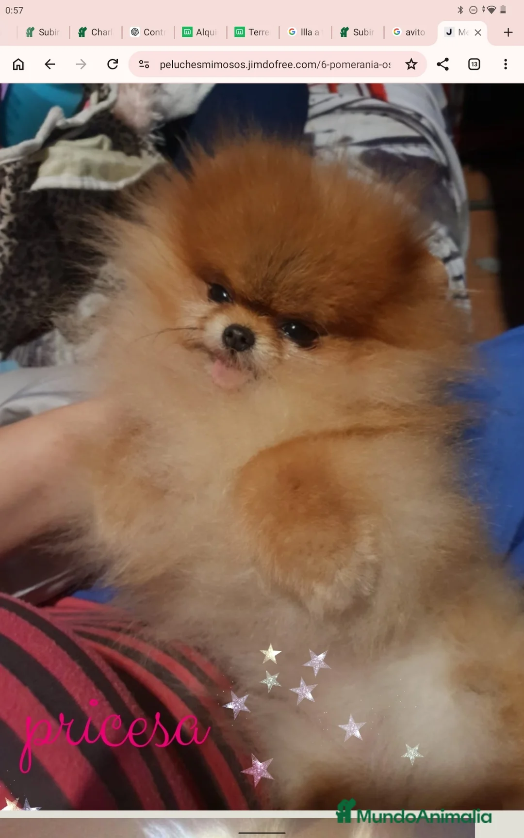 Pomerania perros en venta: Pomerania alta calidad  - Anuncio 1
