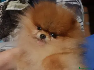 Pomerania perros Pomerania alta calidad - Anuncio 1