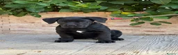 Cane Corso perros en venta: Cachorras de cane corso  - Anuncio 6