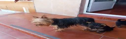 Yorkshire Terrier perros en adopcion: cachorro yorkshire  - Anuncio 2