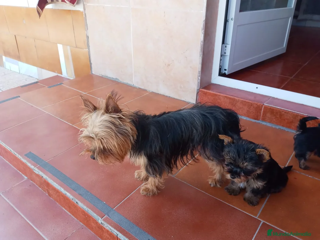 Yorkshire Terrier perros en adopcion: cachorro yorkshire  - Anuncio 2