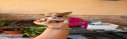 Chihuahua perros en venta: Chihuahua toy  - Anuncio 2
