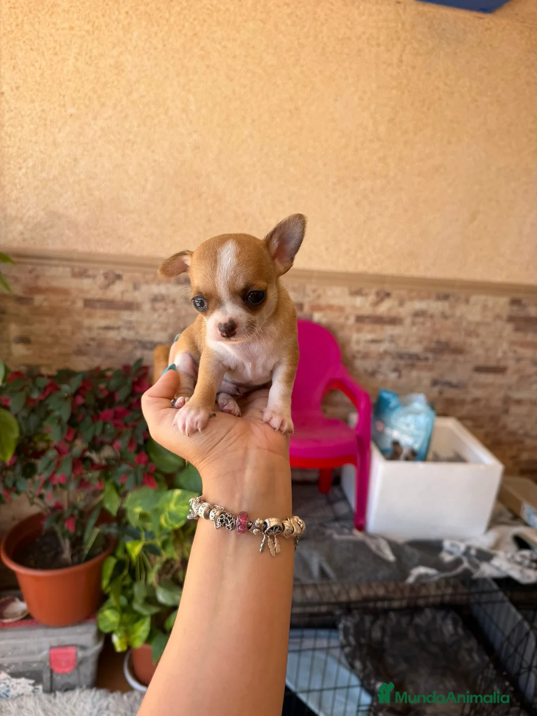 Chihuahua perros en venta: Chihuahua toy  - Anuncio 2