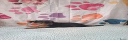 Yorkshire Terrier perros en venta: Yorkshire terrier  - Anuncio 3