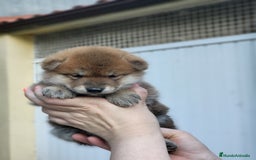 Shiba Inu perros en venta: Cachorros  - Imagen 8