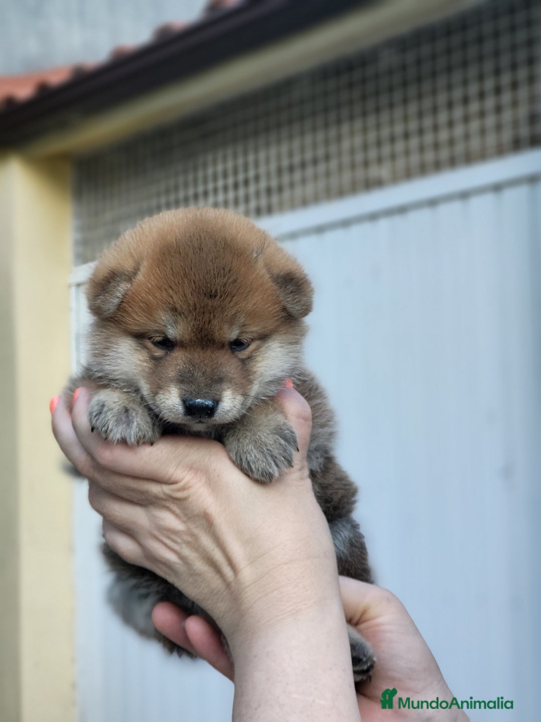 Shiba Inu perros en venta: Cachorros  - Imagen 8