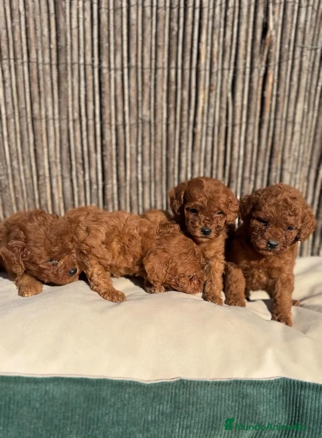 Caniche Toy perros en venta: Caniches rojos  - Anuncio 2