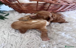 Cocker Spaniel Inglés perros en venta: COCKER SPANIEL INGLÉS HEMBRA - Imagen 2