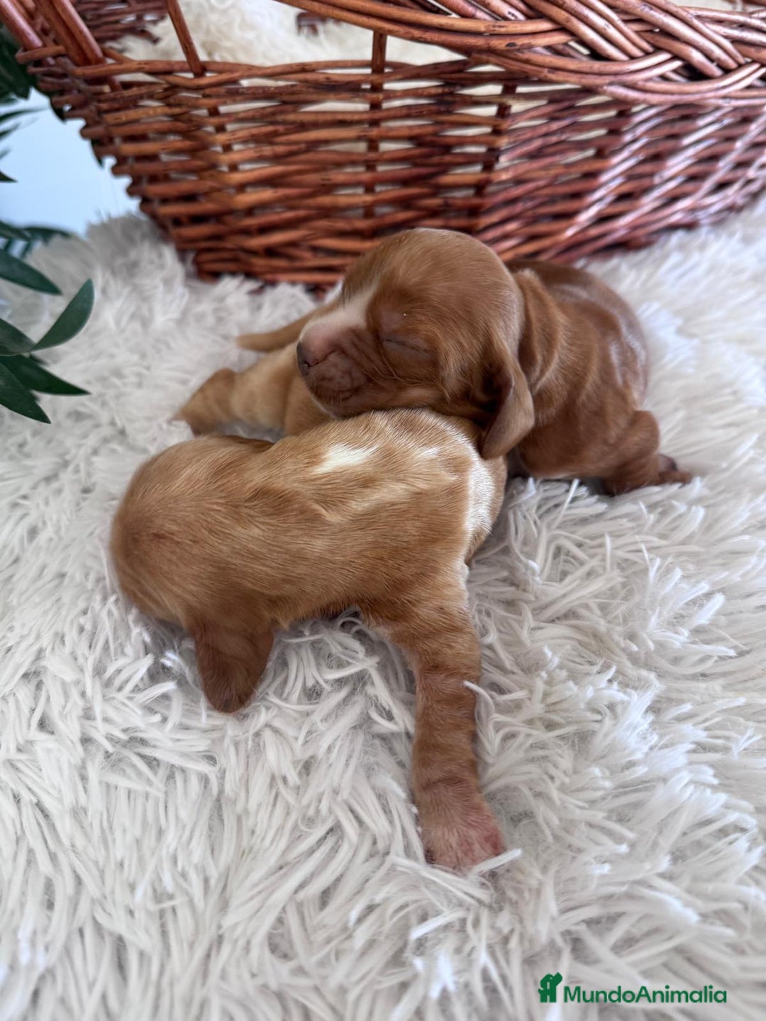 Cocker Spaniel Inglés perros en venta: COCKER SPANIEL INGLÉS HEMBRA - Imagen 2