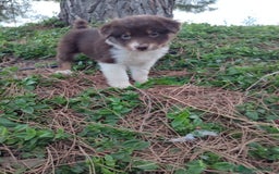 Pastor Australiano perros en venta: PASTOR AUSTRALIANO  - Imagen 4