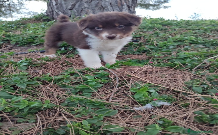 Pastor Australiano perros PASTOR AUSTRALIANO  - Anuncio 1