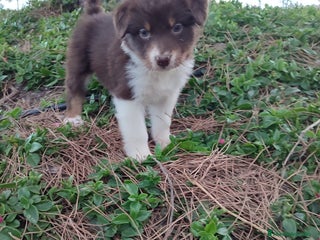 Pastor Australiano perros PASTOR AUSTRALIANO - Anuncio 1