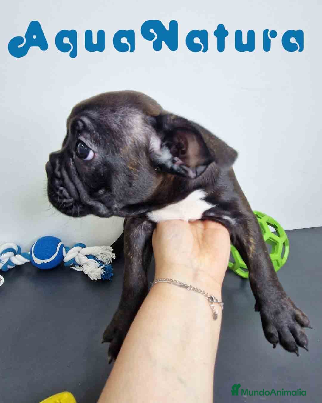 Bulldog Francés perros Bulldog Frances Macho 9679 - AQUANATURA en Barcelona - Anuncio 2