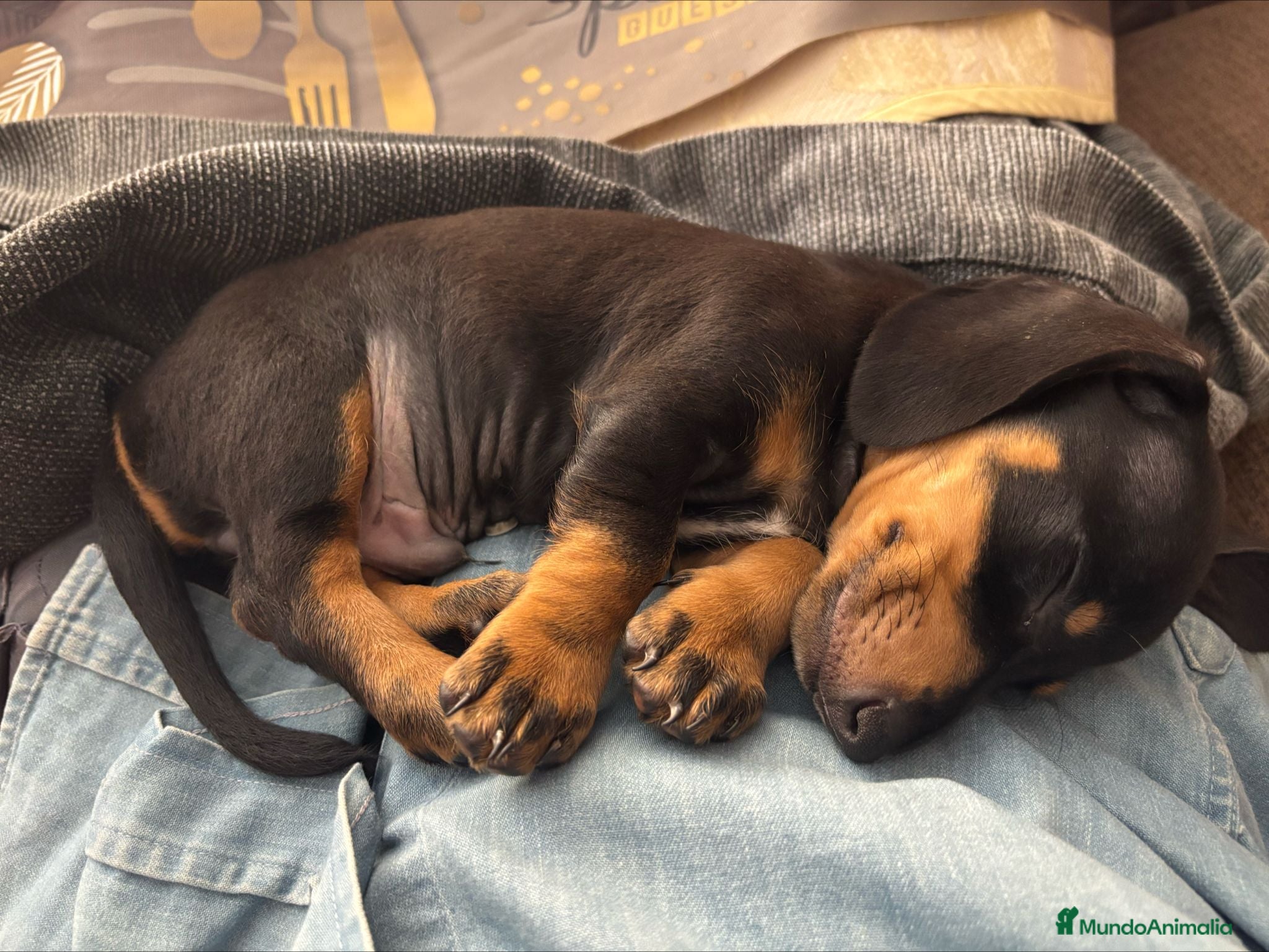 Teckel Miniatura perros Teckel miniatura  en Badajoz - Anuncio 14