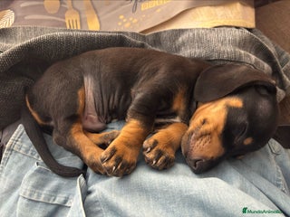 Teckel Miniatura perros en Badajoz - Anuncio 17