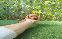 Teckel Miniatura perros en venta: Teckel miniatura  - Anuncio 4