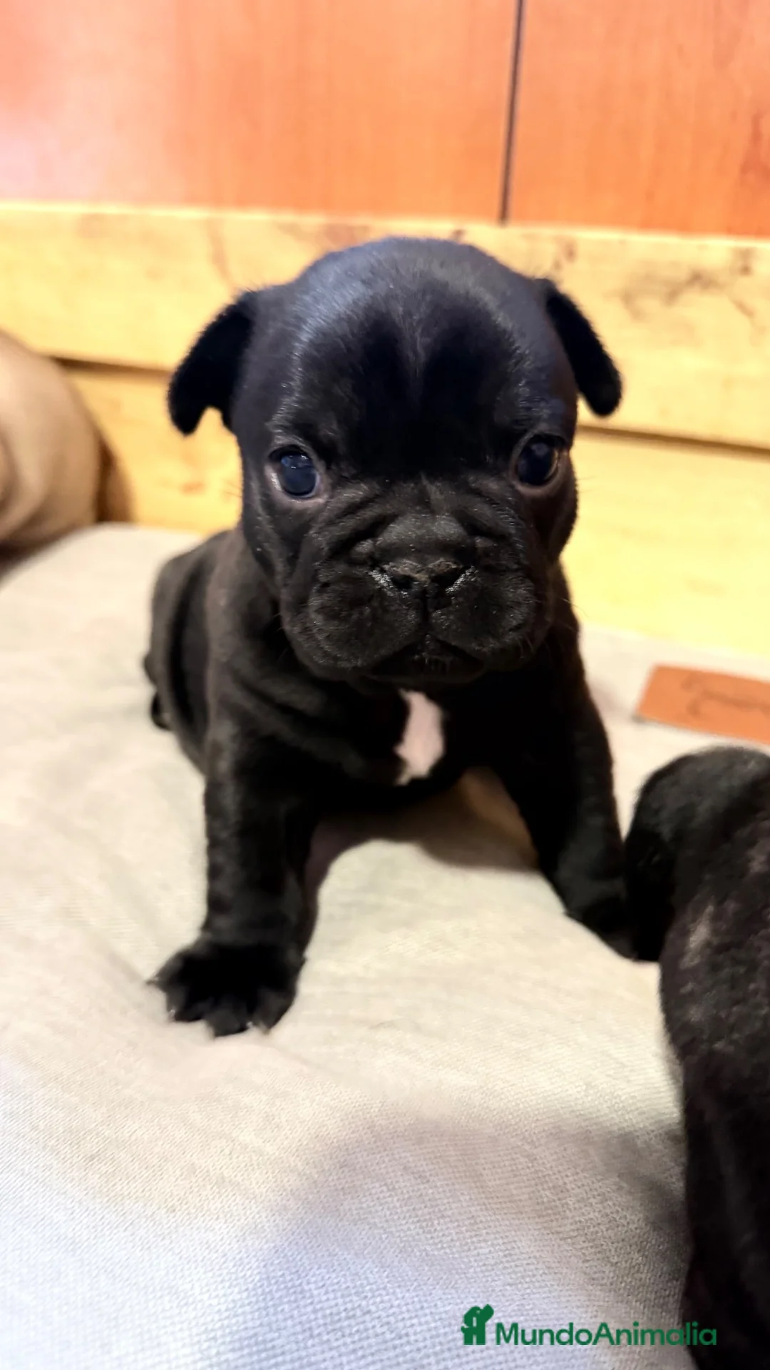 Bulldog Francés perros en venta: Espectáculo de bulldog francés negro - Anuncio 15